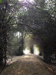 Chandaka Reserve Forest